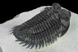 Coltraneia Trilobite Fossil - Huge Faceted Eyes #165841-4